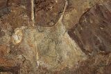 Seven Fossil Ginkgo Leaves From North Dakota - Paleocene #188695-3